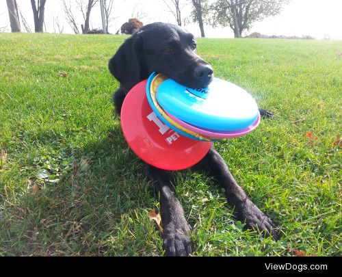 Myy boyfriend’s mom’s dog, Nadia. She’s a lab…