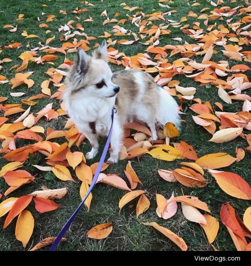 Yuki & autumn leaves @sancty