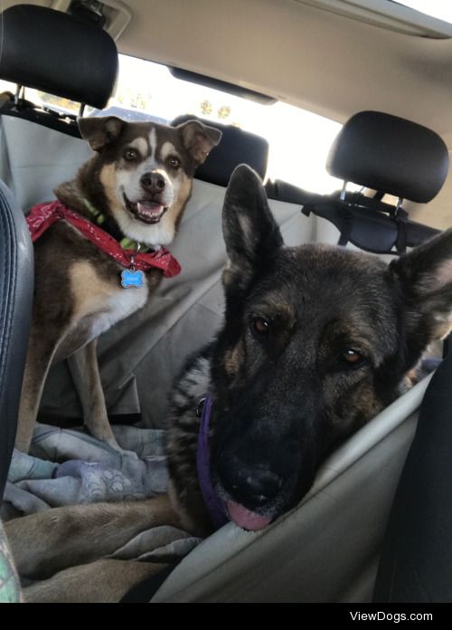 Reese, 17yr husky mix and Meika, 7yr GSD