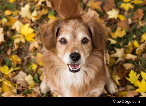 Sarge, 12 years old