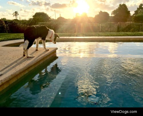 6 month old English Shepherd, Flash, enjoying his first…