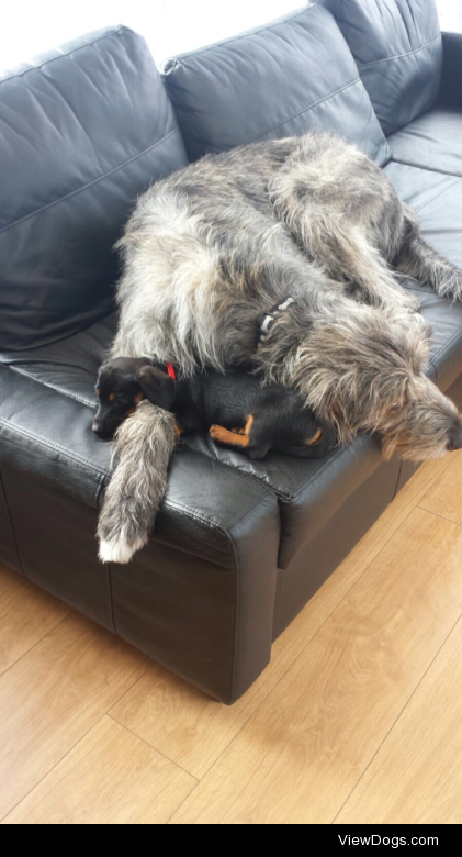 My Irish Wolfhound Aoife has been super down recently since my…