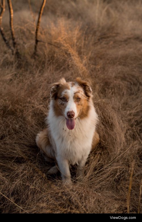 my Australian Shepard, Rusty. he’s a very good model.