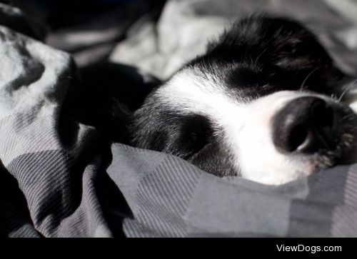 My sleepy border collie Ramsay