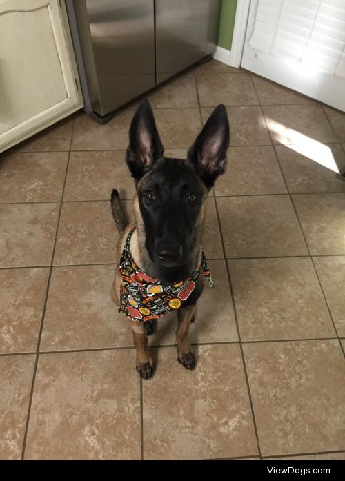 My malinois Athena