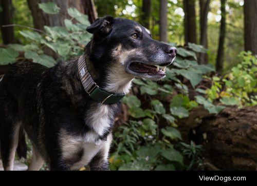 Kayden is happiest in the woods, collar by Fawn&Brindle use…