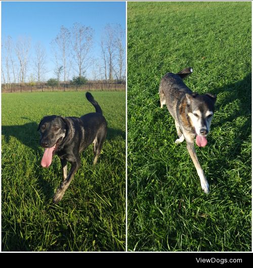 Louise (Mountain Cur) and Jed (Alaskan husky mix?) love their…