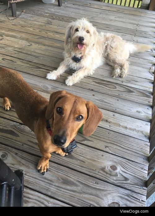 These are my two babies, Peaches is 1 year (dachshund) and Dixie…