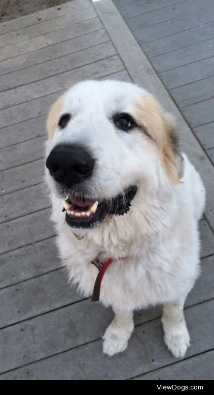 odie the 120lb cotton ball of love