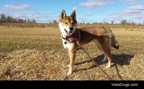 shikoku-kishu:
Shoko had fun at the pumpkin patch yesterday!