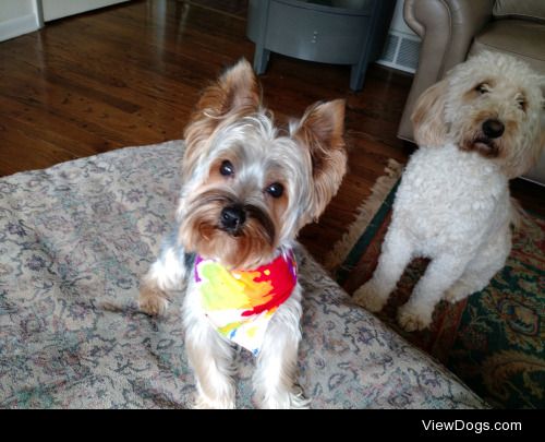 Freddy just turned one year old, and is freshly groomed for the…