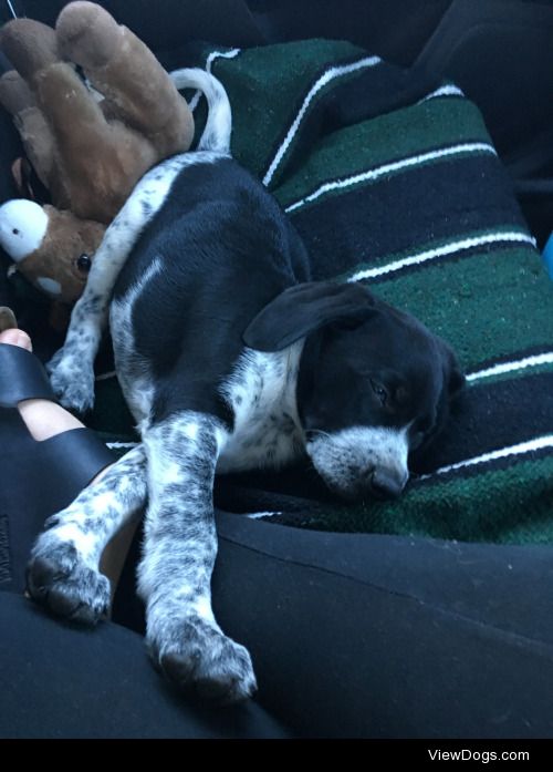 Our Pointer/Lab mix on his way home at 7 weeks
