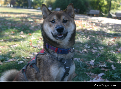 This is Bumi, my sweet 9 month old shiba inu boy. He’s enjoying…