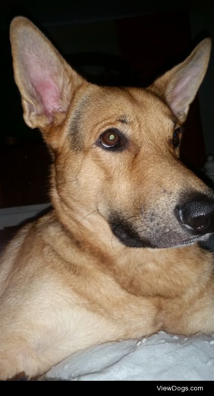 This is our 1 year old German Shepherd Bear. He’s so handsome.