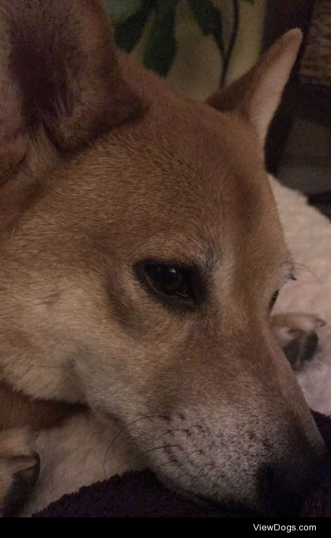 Aki, 3 year old shiba inu