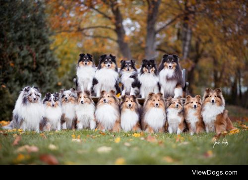 hadissima:

Meet the Tycancy Shelties!