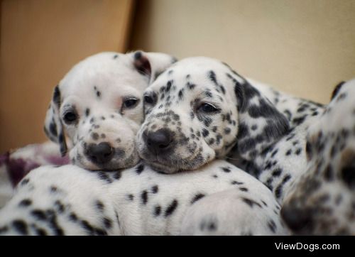 Patricio Fuentes | sisters, Dalmatian puppies