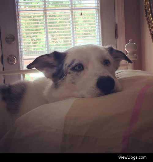 Mishka on his mamas bed. (Husky/ Australian Shepard mix) 5 y/o