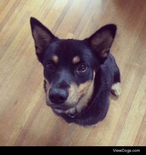 Reaper- a Shiba Inu/Rottweiler mix