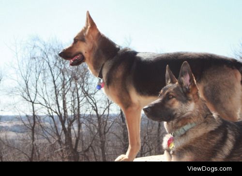 My son’s GSDs Ava in the foreground and Noah standing.