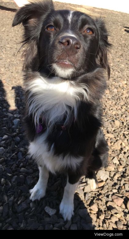 Kit, our newest daycare pup, is a 1 year old Toy Australian…