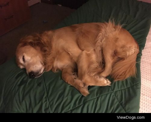 This is Baxter, an 8-year-old Golden Retriever! He sleeps like…