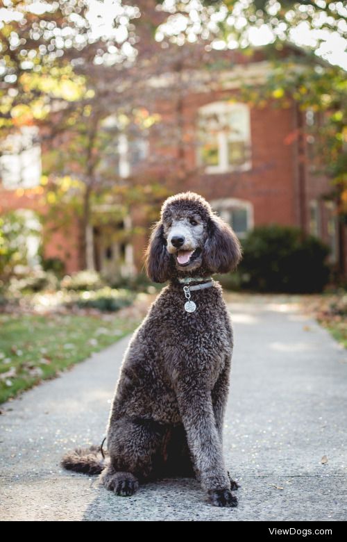 guidedogintraining:

Fancy poodle