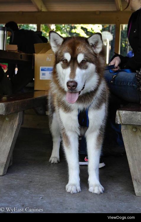 This is Atlas, a purebred red and white Alaskan Malamute…