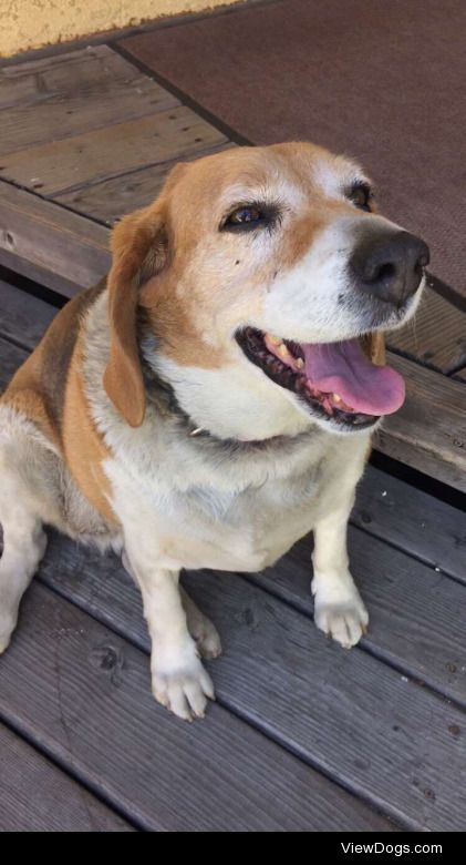 This is Blossom. My 12 year old full breed beagle.