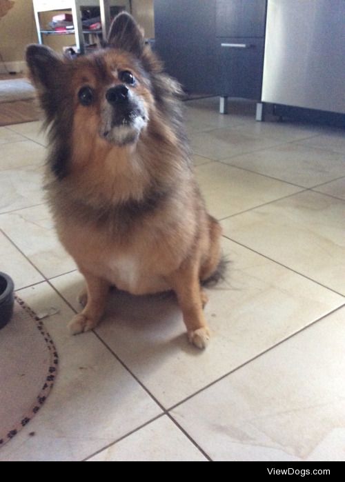 This is my 10 year old Pomeranian Tater-Tot her hobbies include:…