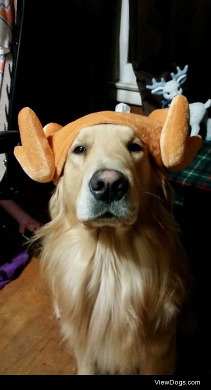 materandcallie:

Mater and Callie in the turkey hat!!