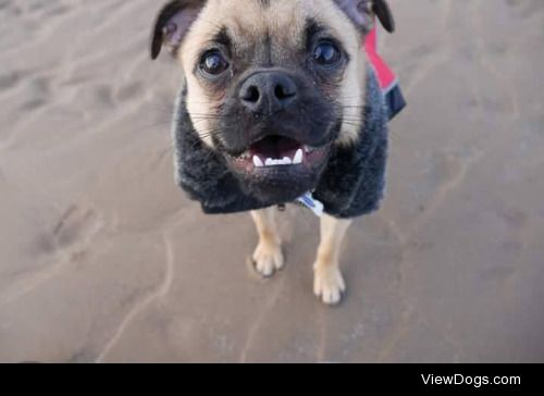 This is Spencer, he is a one year old Chug (Pug X Chihuahua…