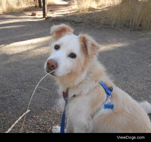 Special fall hike with my birthday girl, Macy. Ten years old…