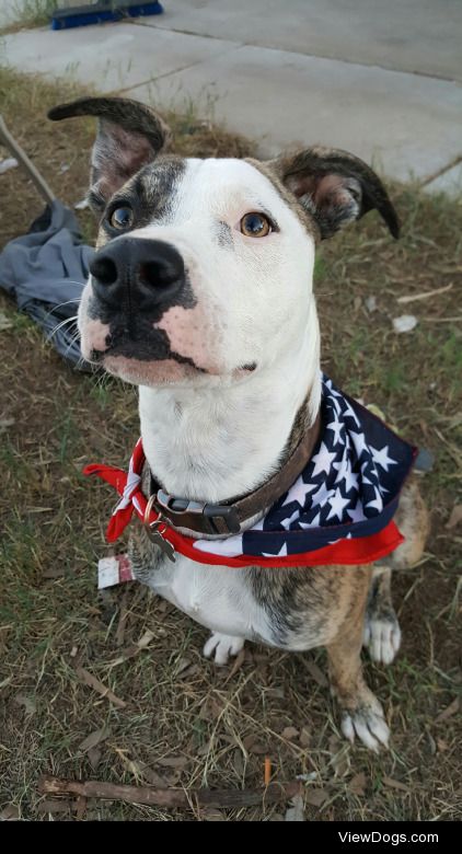 Harvey Dent! My red nose pitbull and great dane mix. ♡♡♡