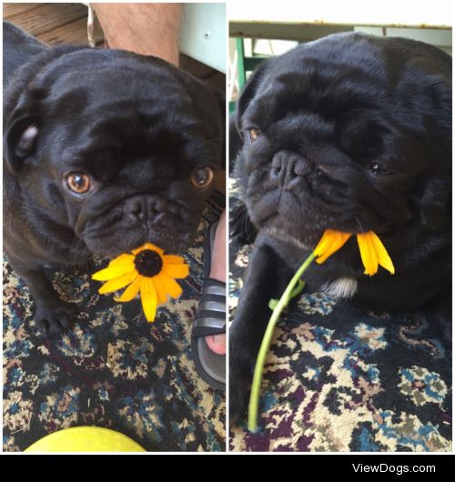 This is my Bonnie, she brought me a birthday flower and then ate…