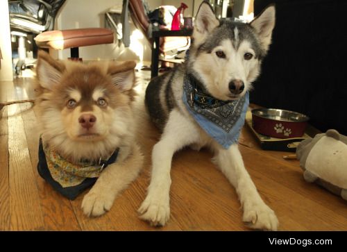 Mooneye_kodaThis is Qenai and Koda. Qenai is a 4 month old…