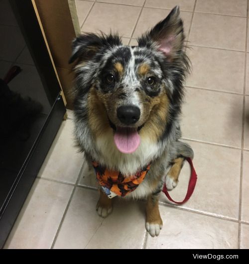 Harley, 11 month Australian shepherd.