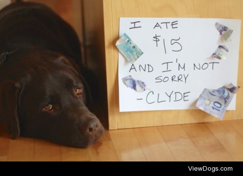 That’s Minimum Wage in Dog Dollars!

Clyde (1 year old…