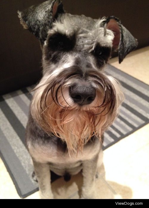 This is Mitchell the mini schnauzer. He’s the sweetest dog when…