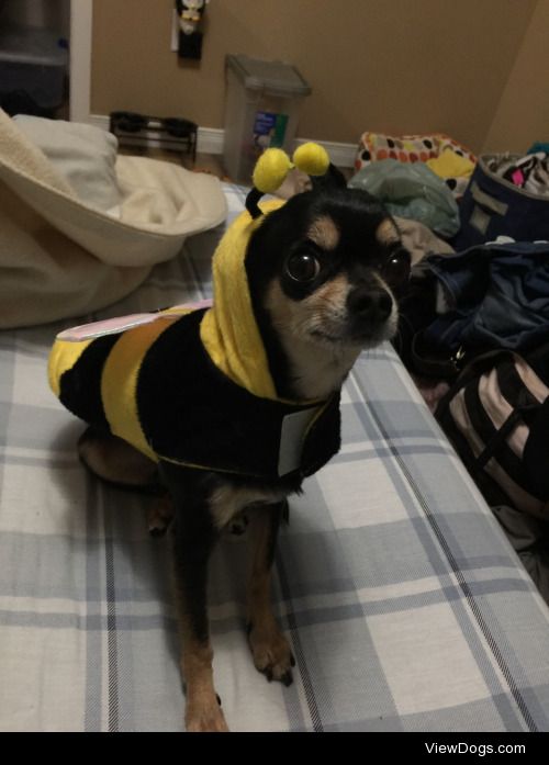 Here is my little man as a bee :) he was a little too chunky for…