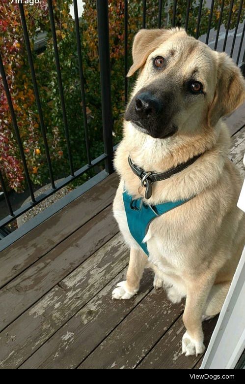 This is axel, my little anatolian Shepherd pup!!