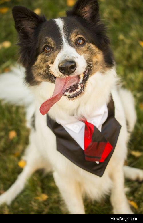 This is Beau (short for Beauregard), a border collie &…