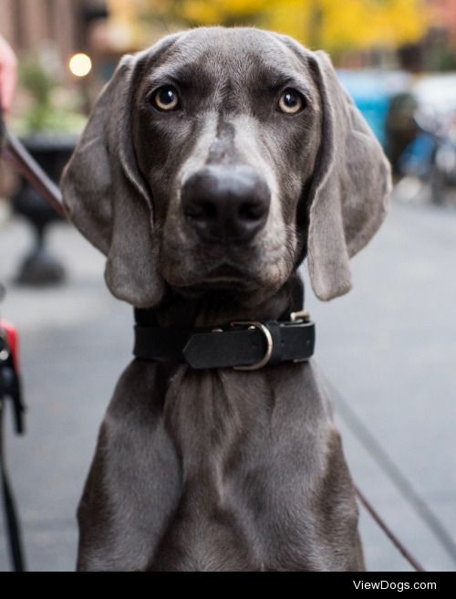 thedogist:

Benny, Weimaraner (10 m/o), Hudson & Barrow St.,…