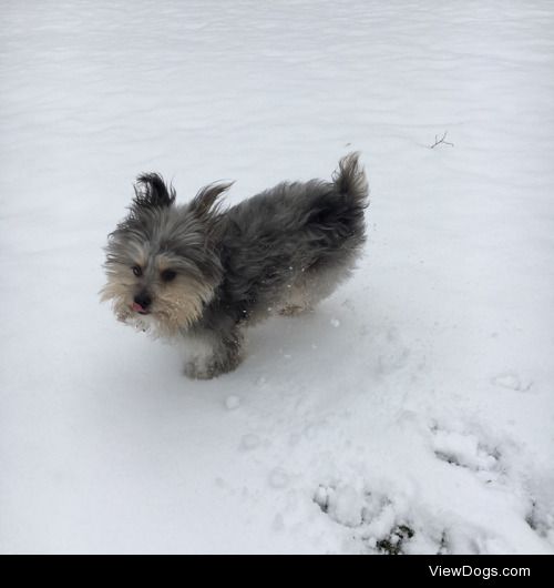 This is Johann Sebastian, and he loves to play in the snow! -…