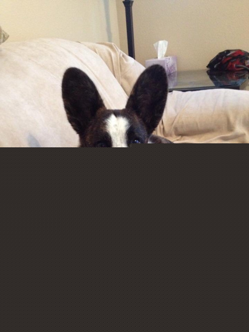 Cardigan Welsh Corgi puppy Penny wants to wish you a terrific…