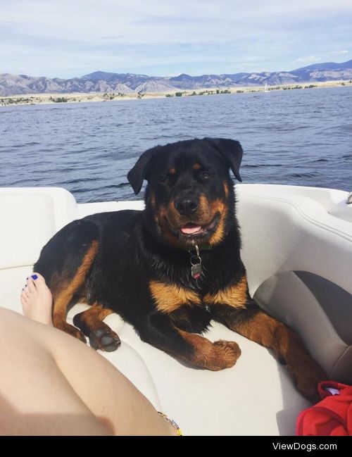 This is my incredibly handsome Rottweiler, Kingsley. 

He’s…