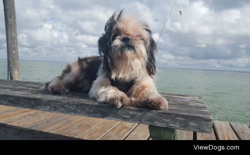 Hachi enjoying Loyola Beach ⛅ @jessiewiththegoodhair