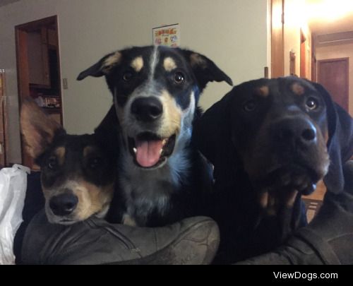 These are our boys. From left to right, Rudy, a shepherd/heeler…