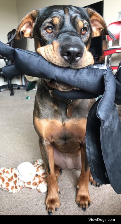 Tootsie, a coon hound mutt, playing with her giraffe and Darth…