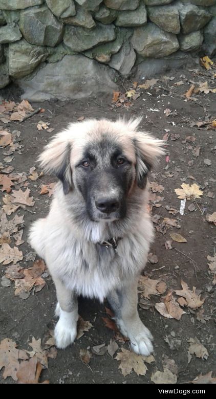 Epic Fluff
Our 6month old Saraplinanic Great Pyrenees dog,